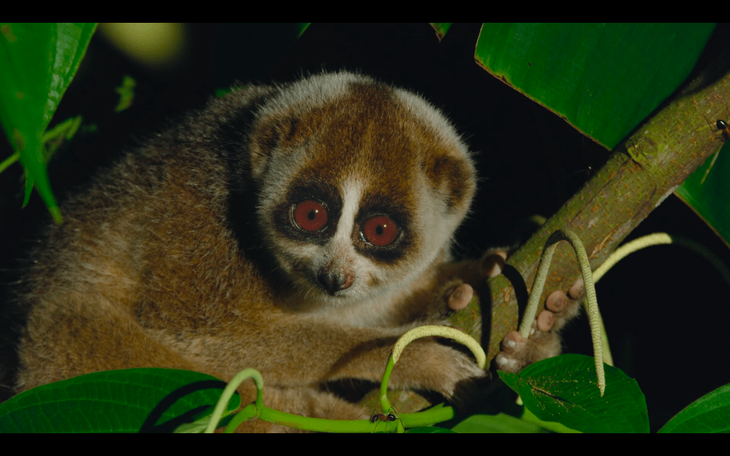 Our Great National Parks&nbsp;(Netflix)